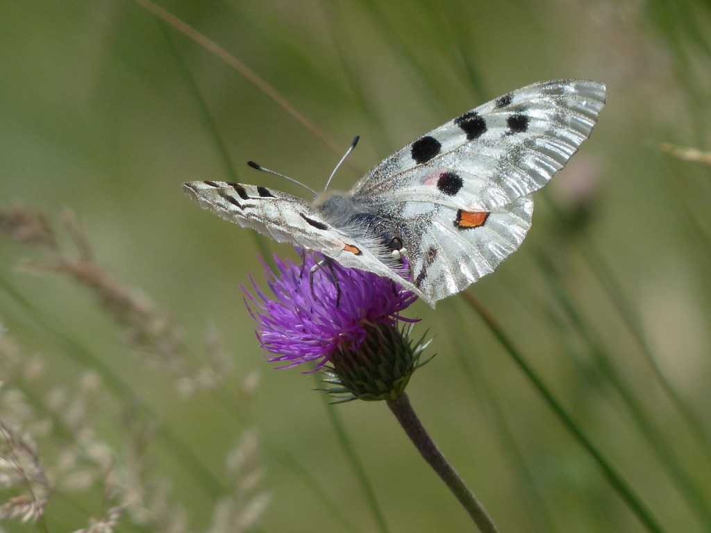 apollo-papillon-apollofalter