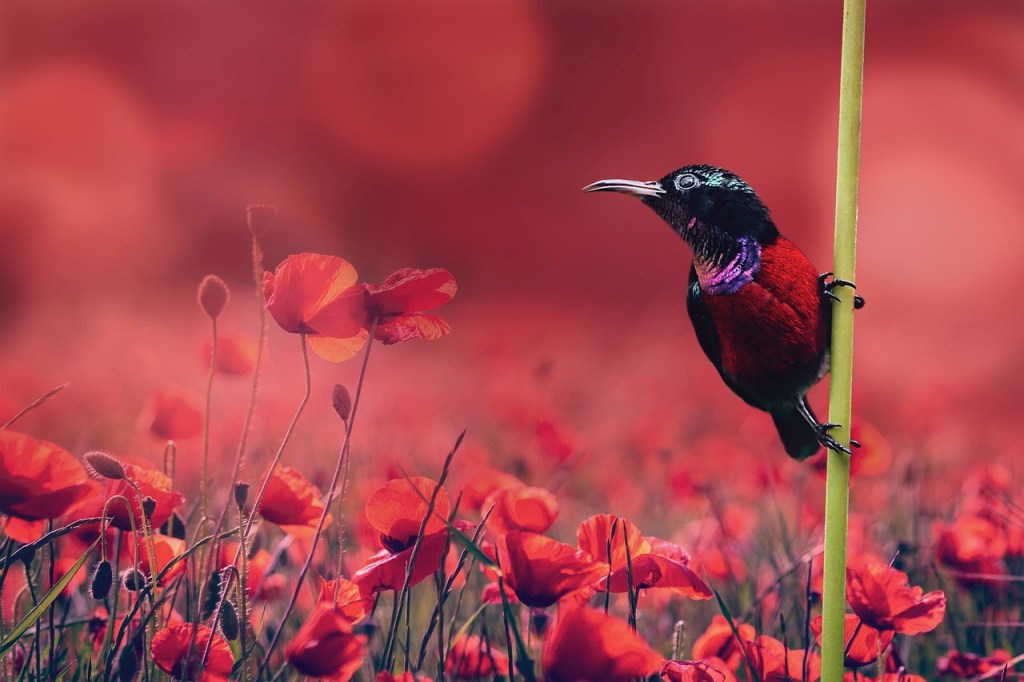 oiseau-coquelicots-bokeh-
