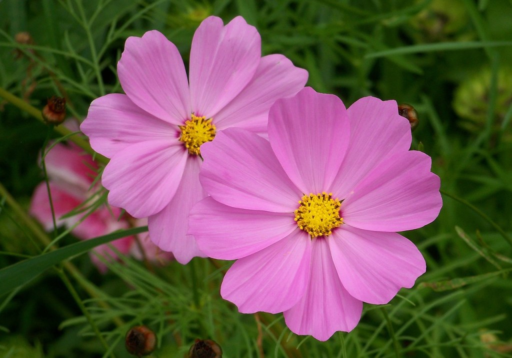 cosmos-bipinnatus-cosmos-de-jardin