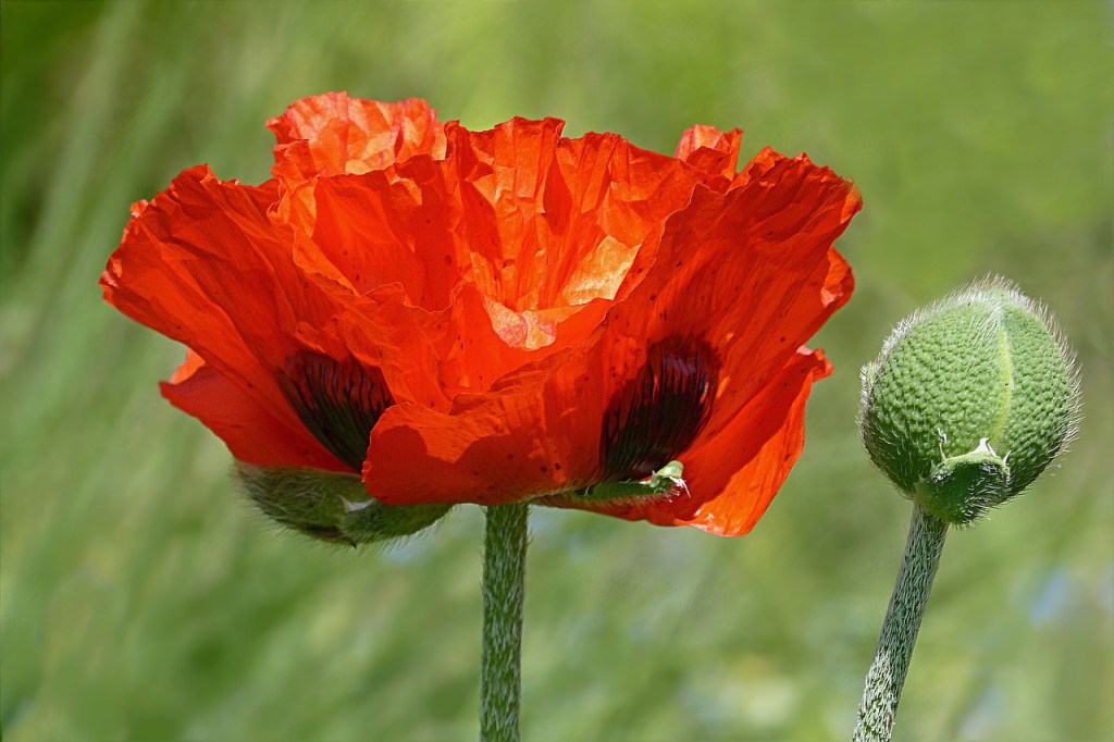 fleur-coquelicot-papaver-rhoeas