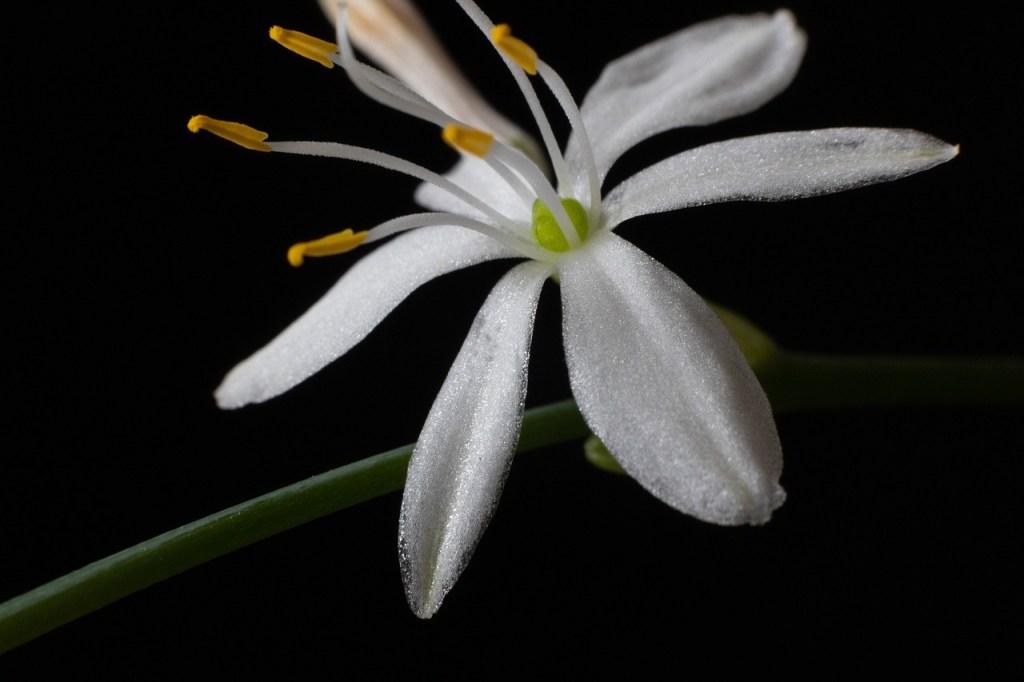 fleur-chlorophytum-comosum-pétales