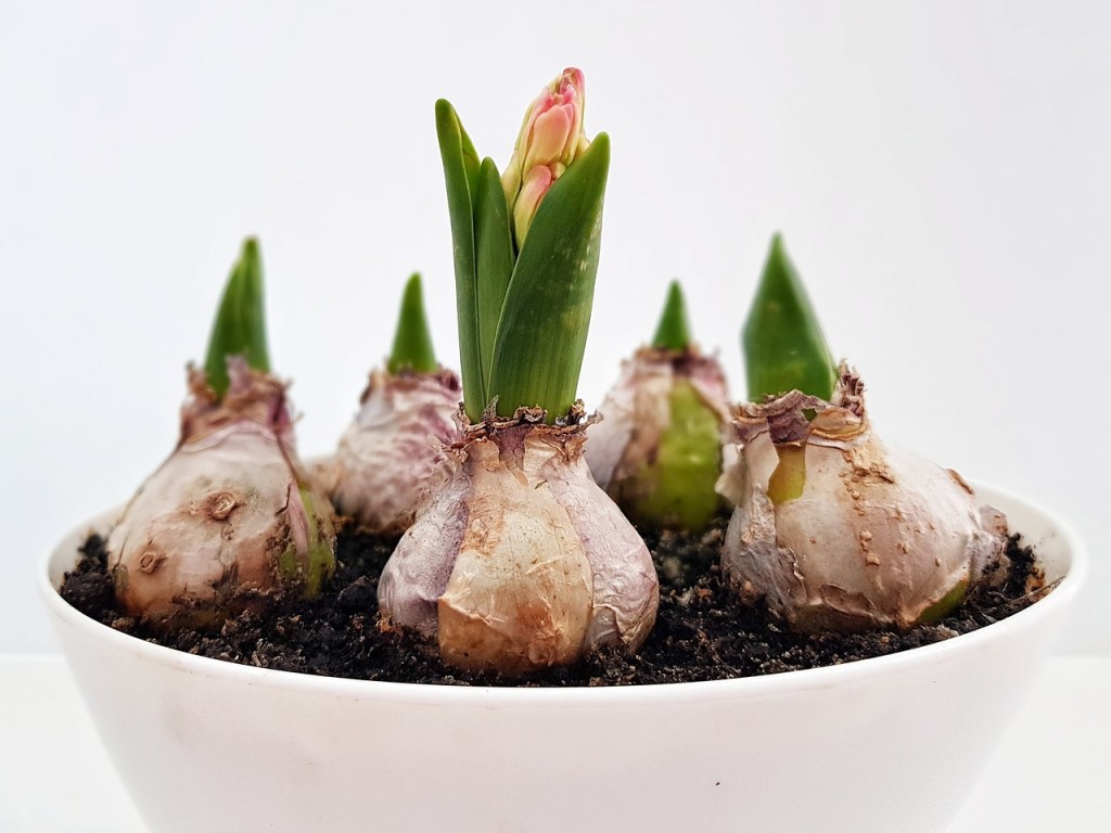 jacinthe-fleur-jardin-plante