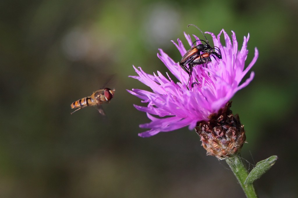 centaurée-longicorne-pollinisation