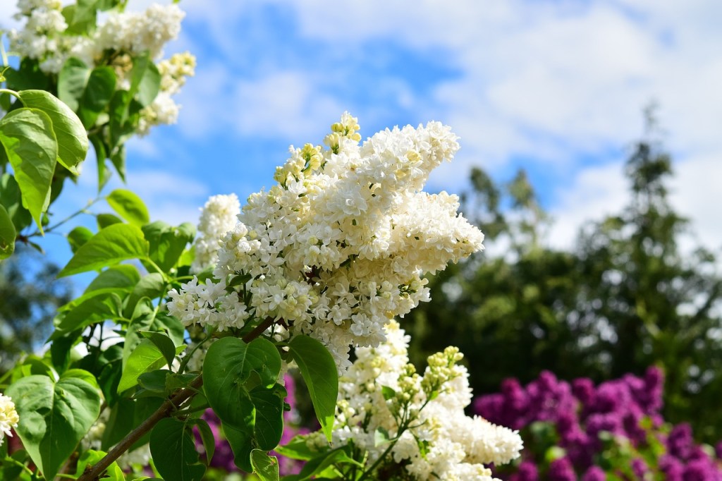 lilas-blanc-blanche-lilas-fleurs